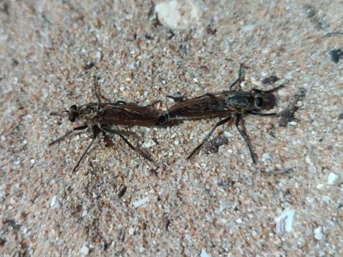 Réf. 330 761 : Philonicus albiceps